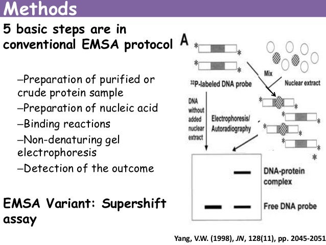 electrophoretic mobility shift assay advantages